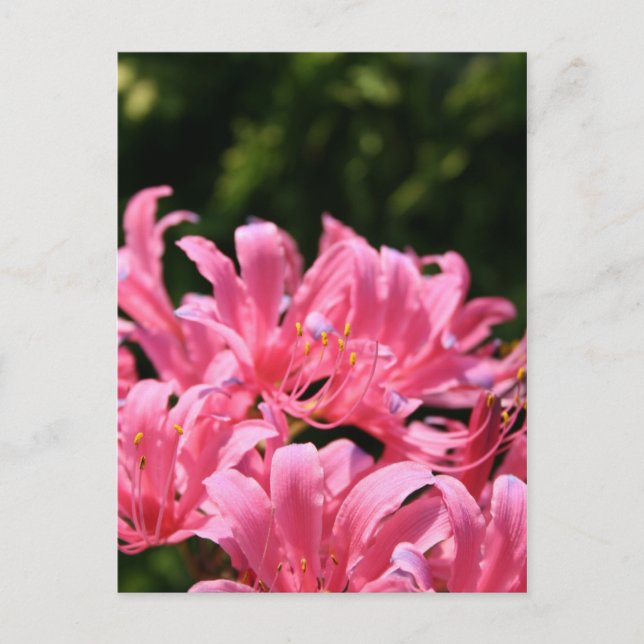 Postal Electric Surprise Lilies (Anverso)
