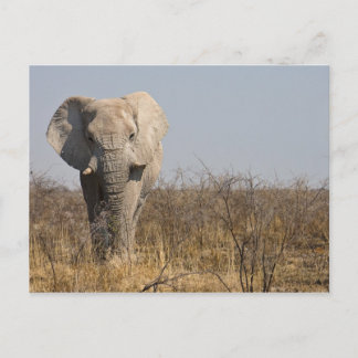 Postal Elefante
