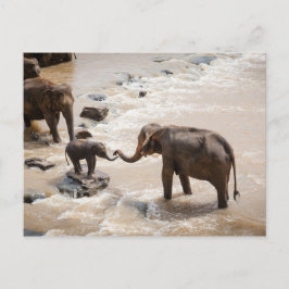 Postal Elefante