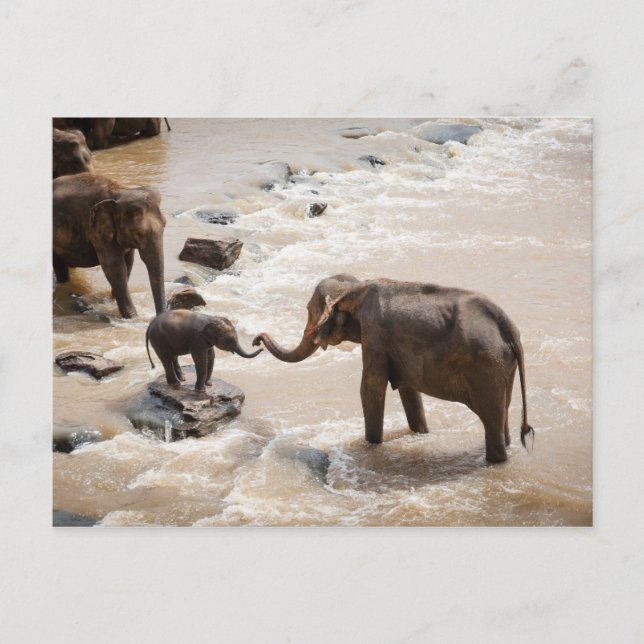 Postal Elefante (Anverso)
