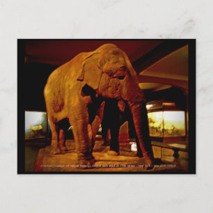 Postal Elefante