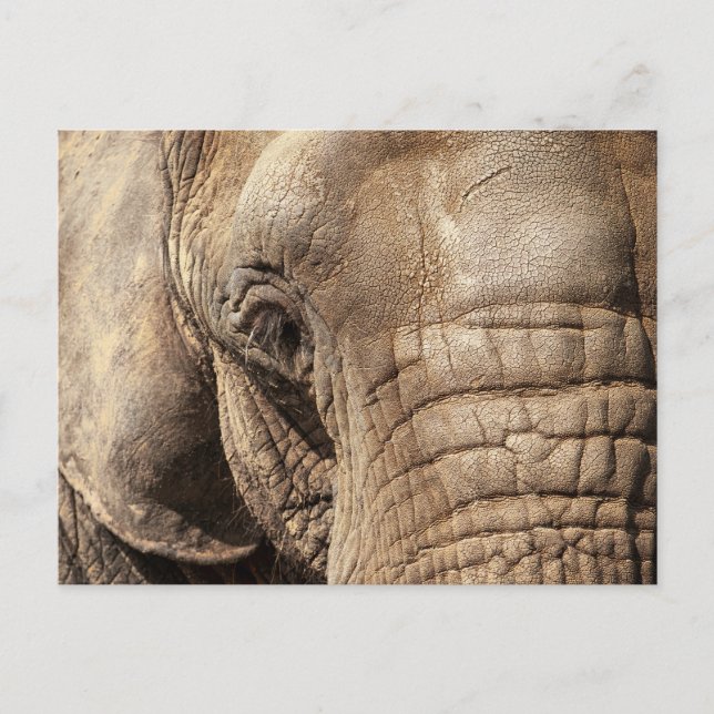 Postal Elefante (Anverso)