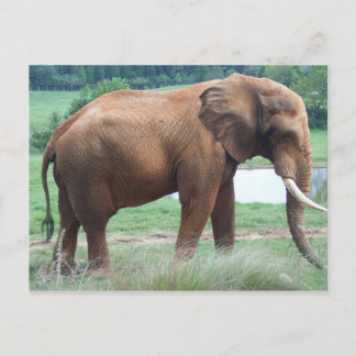 Postal Elefante