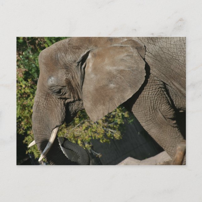 Postal elefante (Anverso)