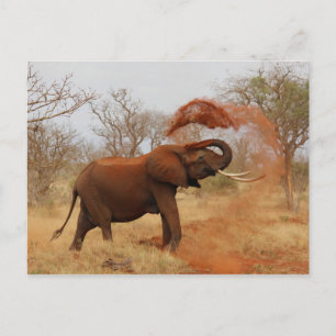 Postal Elefante