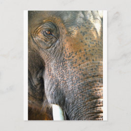 Postal Elefante