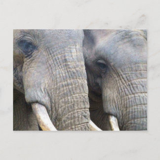 Postal elefante