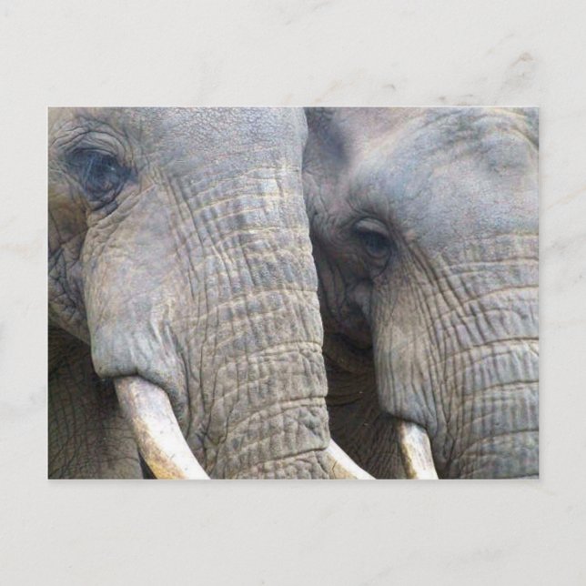 Postal elefante (Anverso)