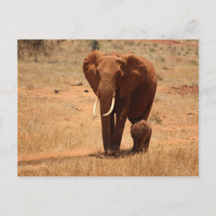 Postal Elefante