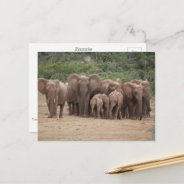 Postal Elefante 