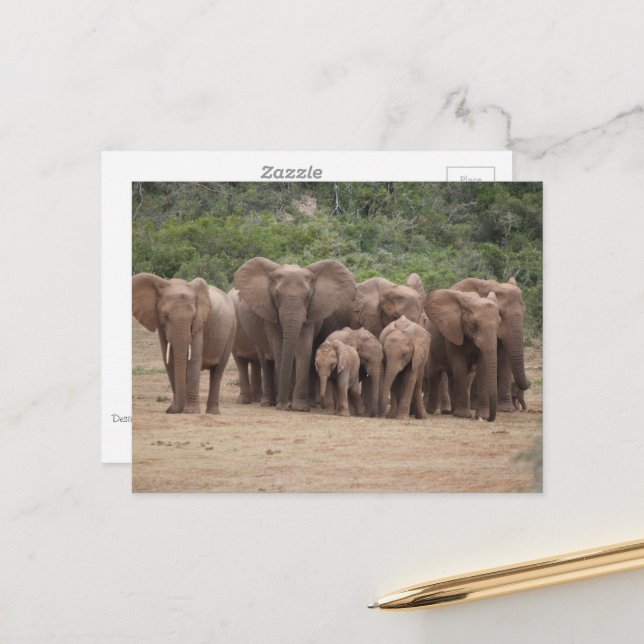 Postal Elefante  (Anverso/Reverso In Situ)