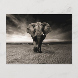 Postal Elefante a la carrera