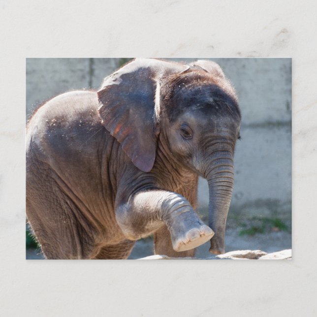 Postal Elefante Adorable Bebé (Anverso)