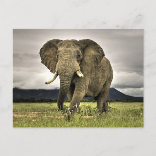 Postal Elefante Africano