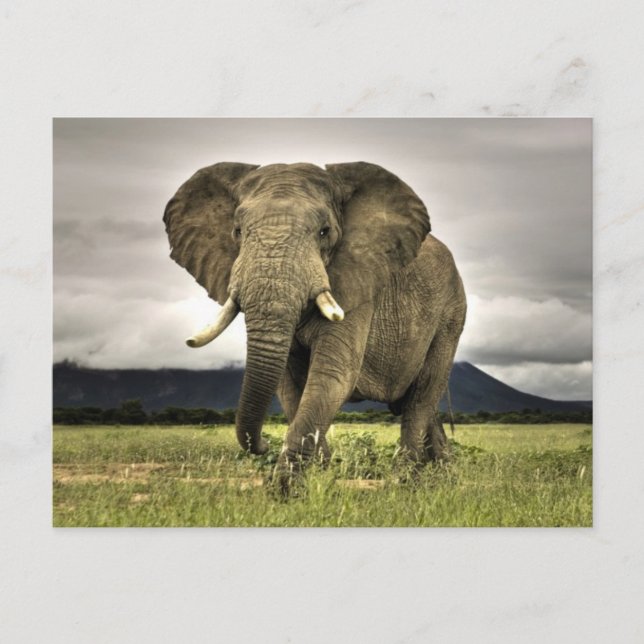 Postal Elefante Africano (Anverso)