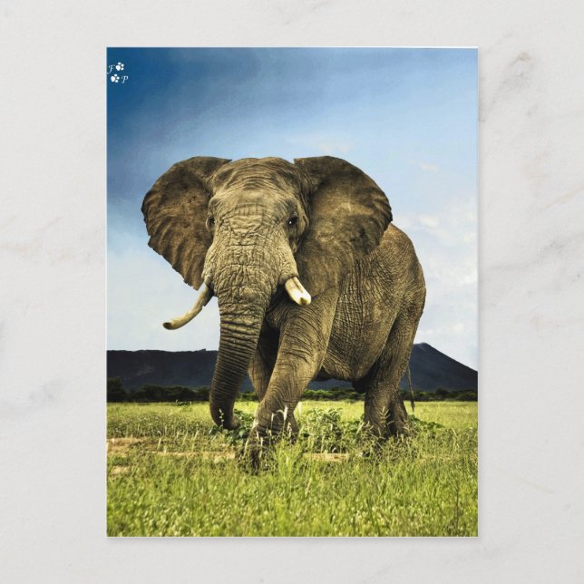 Postal elefante africano (Anverso)