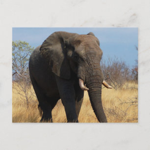 Postal Elefante Africano