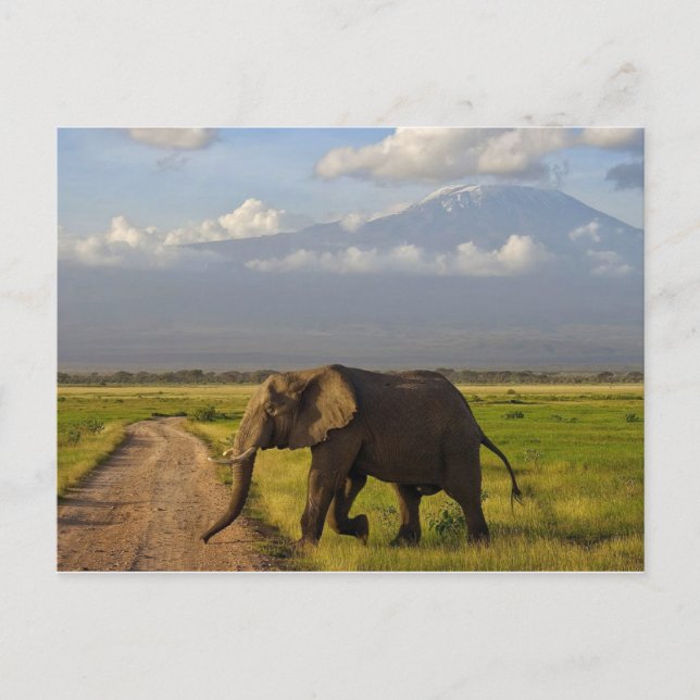 Postal Elefante Africano (Anverso)