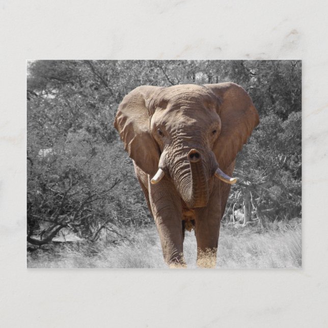 Postal Elefante Africano (Anverso)
