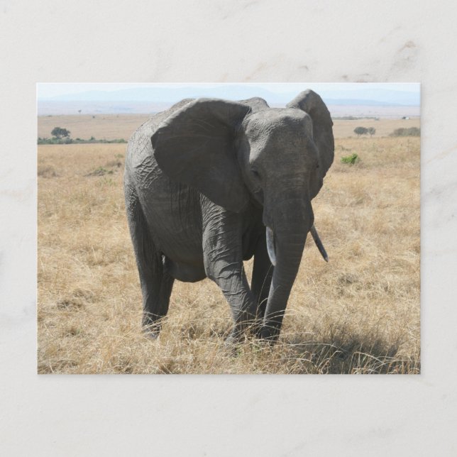 Postal elefante africano (Anverso)