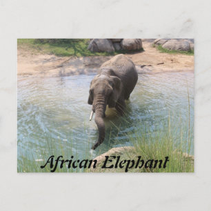 Postal Elefante Africano # 2