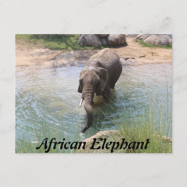 Postal Elefante Africano # 2 (Anverso)