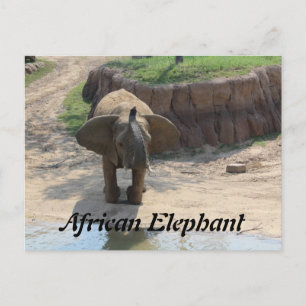 Postal Elefante Africano # 6