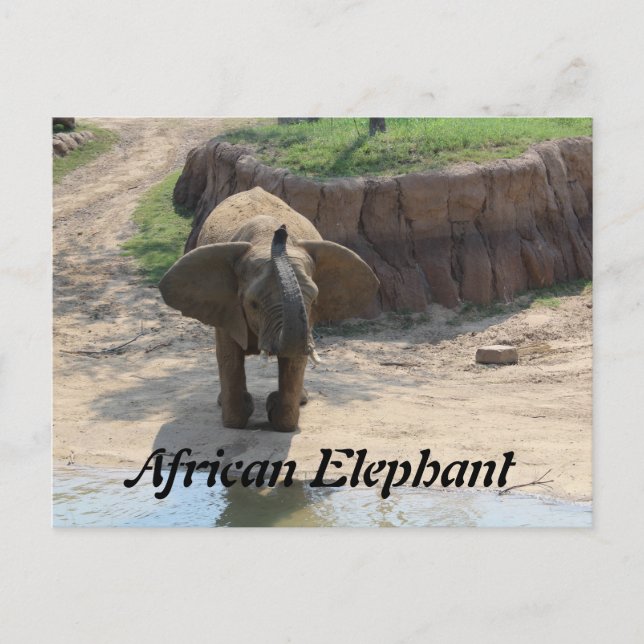 Postal Elefante Africano # 6 (Anverso)