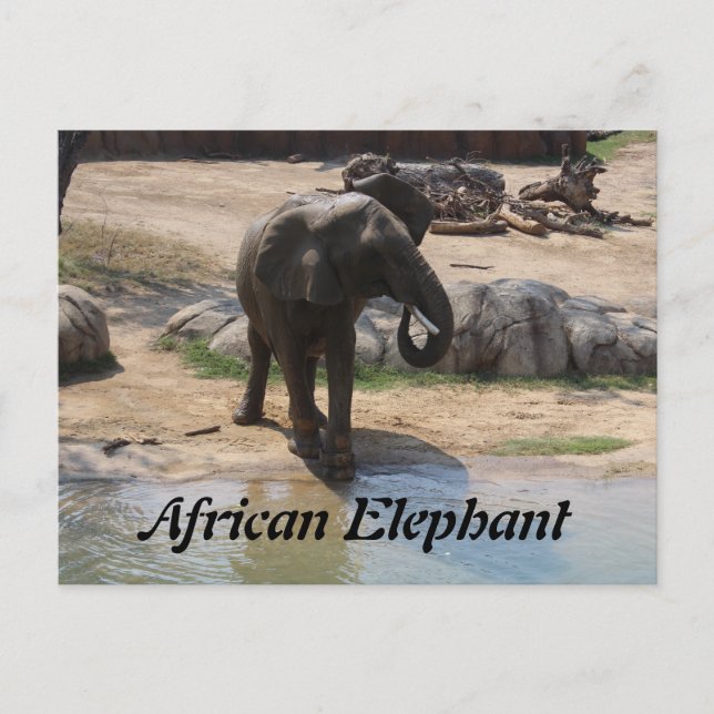 Postal Elefante Africano # 7 (Anverso)