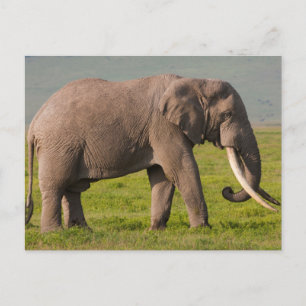 Postal Elefante africano, Área de conservación de Ngorong