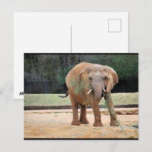 Postal Elefante africano comiendo