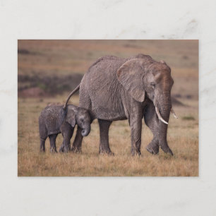 Postal Elefante africano con cría