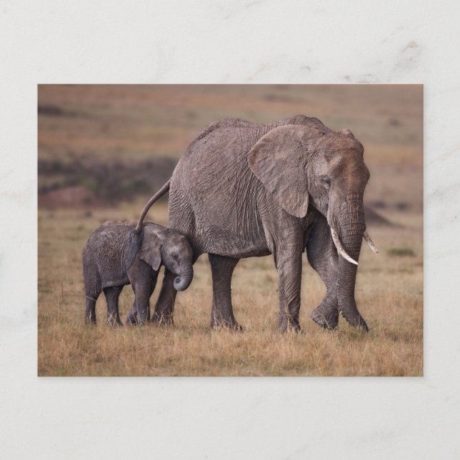 Postal Elefante africano con cría (Anverso)