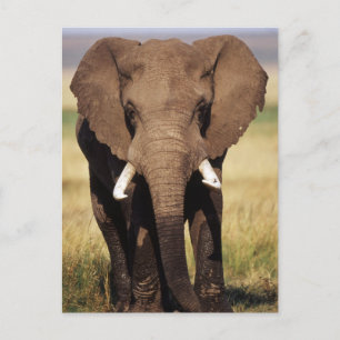 Postal Elefante africano de sabana