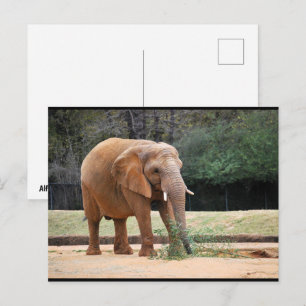 Postal Elefante africano en el parque