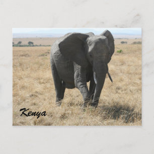 Postal elefante africano kenya