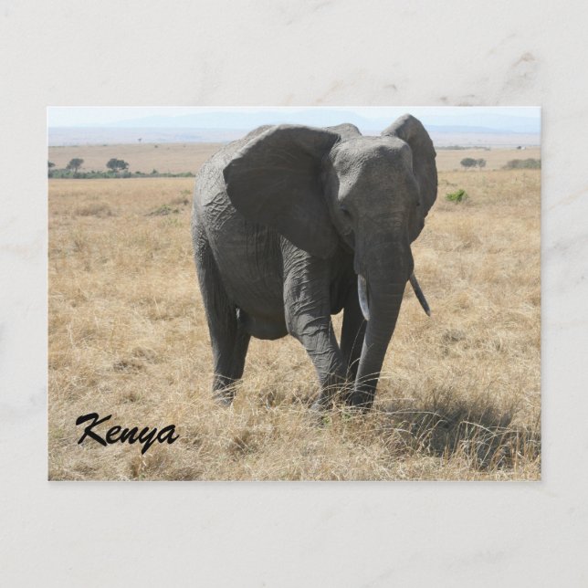 Postal elefante africano kenya (Anverso)