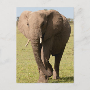 Postal Elefante africano (Loxodonta Africana), Maasai