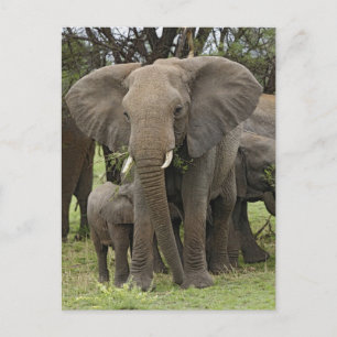 Postal Elefante africano   Manada