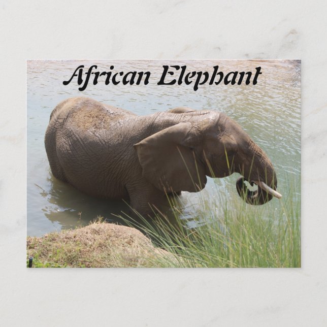 Postal Elefante africano nº 1 (Anverso)