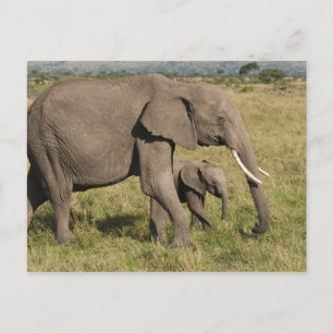Postal Elefante africano y cachorro (Loxodonta africana),