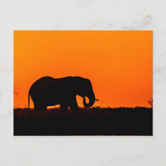 Postal Elefante al atardecer en el Chobe