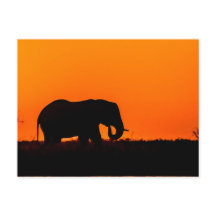 Elefante al atardecer en el Chobe