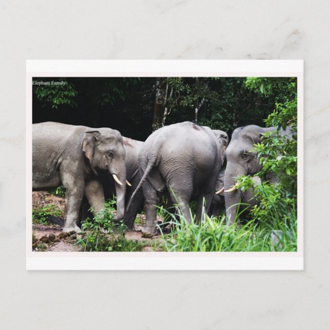 Postal Elefante asiático (Anverso)