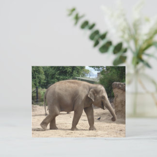 Postal Elefante Asiático Caminando Por La Postcarta De Ar