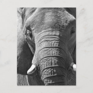 Postal Elefante asiático en blanco y negro