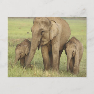 Postal Elefante asiático indio y crías
