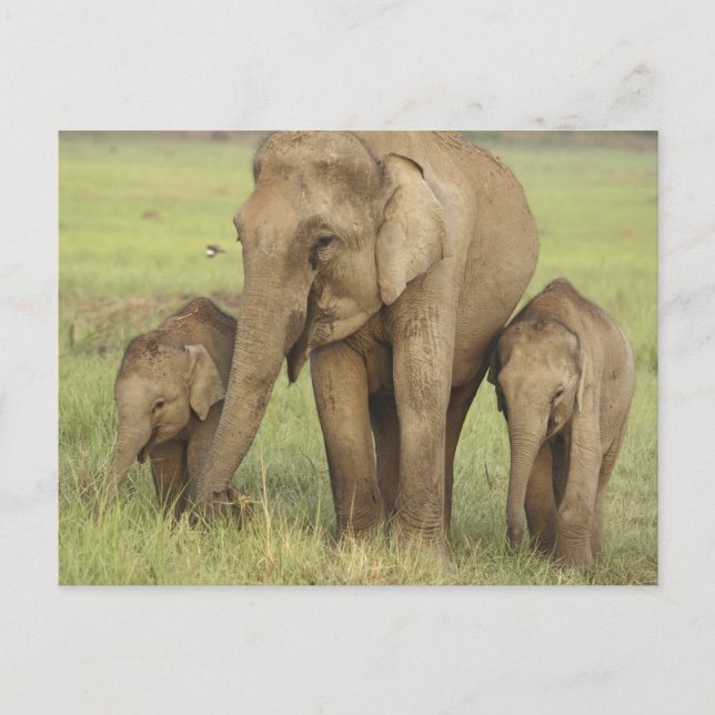 Postal Elefante asiático indio y crías (Anverso)