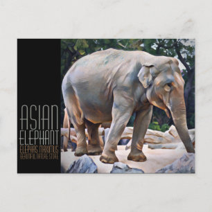 Postal Elefante asiático [Tarjeta postal]