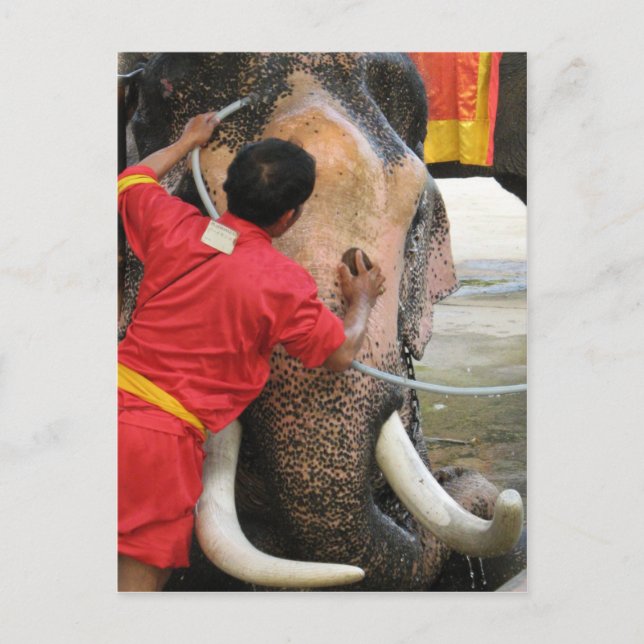 Postal Elefante Bathtime... Ayutthaya, Tailandia (Anverso)